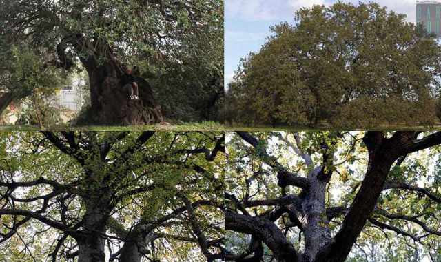 Dal Faggio dei baracconi alla Quercia di Macrì: ecco i 74 alberi monumentali della Puglia